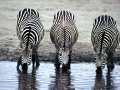 Three_Zebras_Drinking